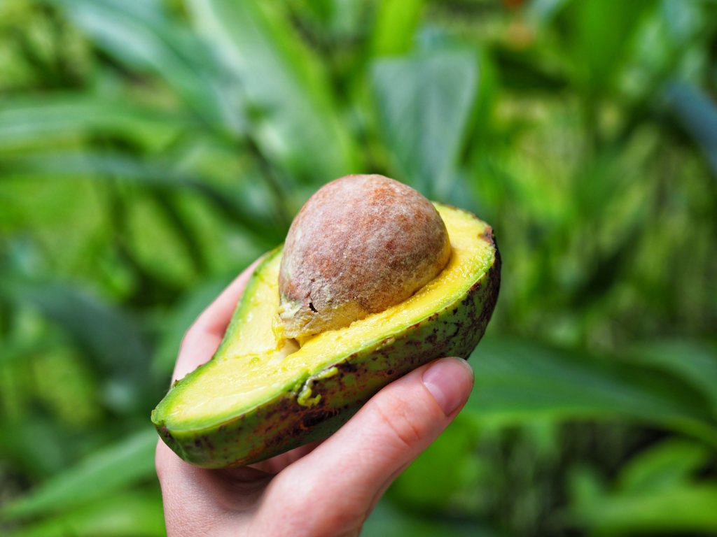 An avocado from Mauritius