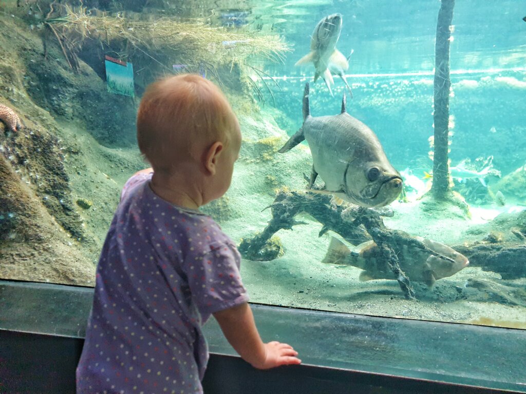 Visiting the Zoo