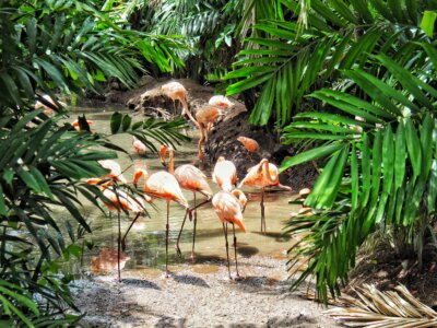 The Zoo of Martinique