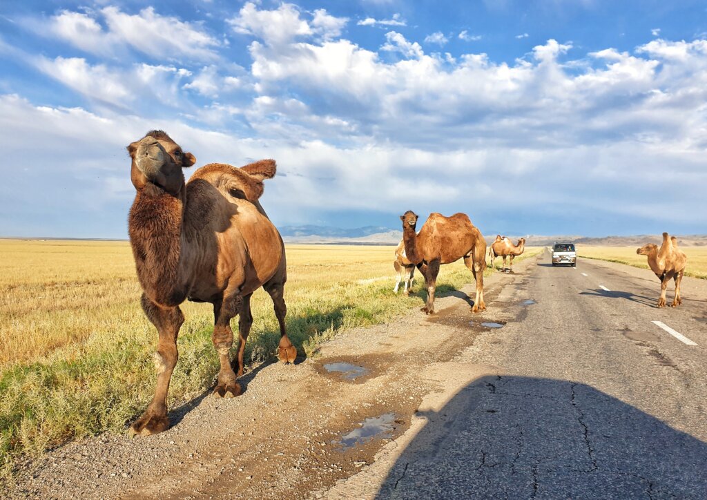 On the road in Kazakhstan